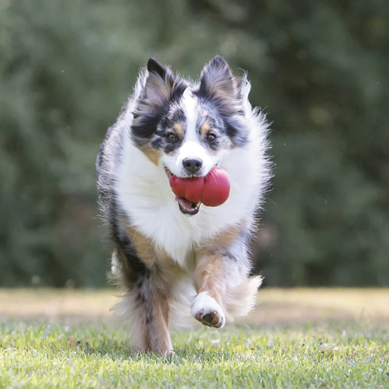 KONG Classic Dog Toy X-Large - Image 7