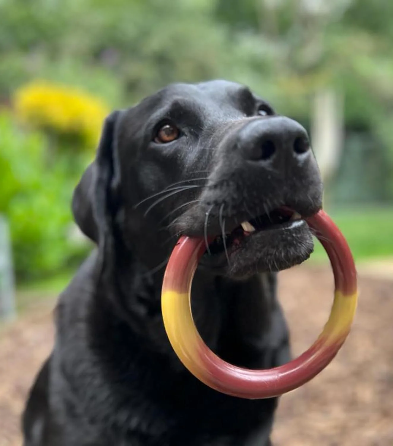 Nylabone Bacon Cheeseburger Ring - Image 7