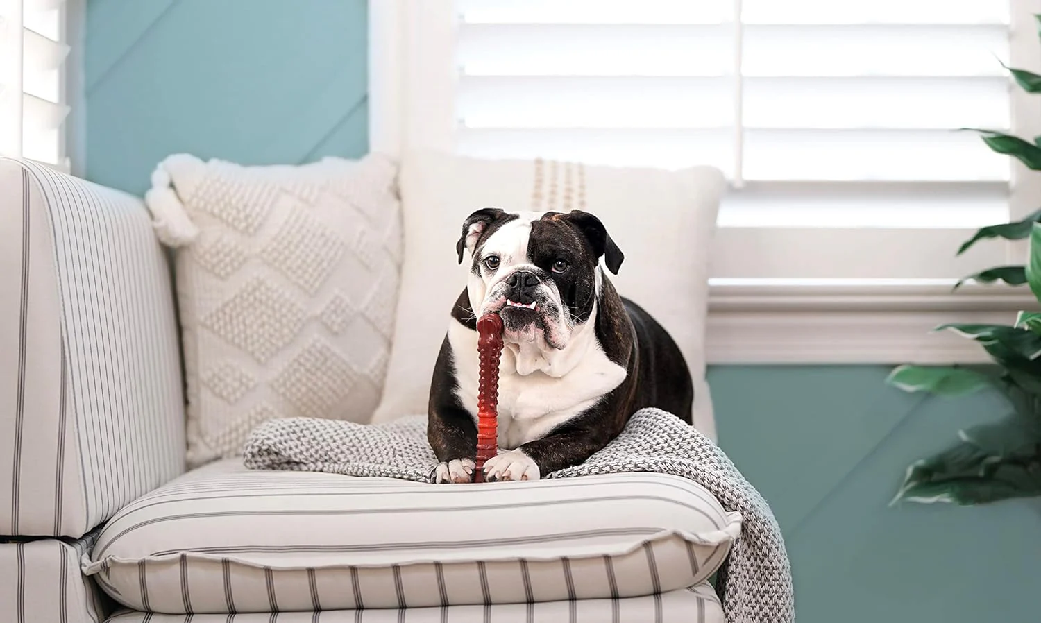 Nylabone Beef Jerky X Large Souper - Image 3