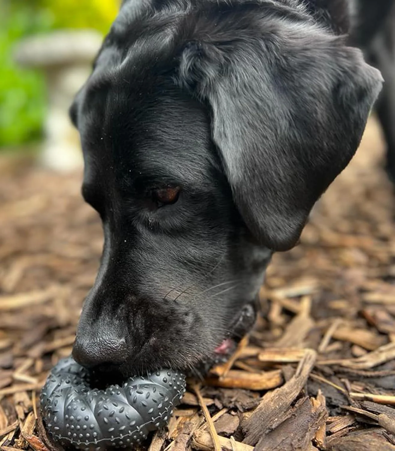 Nylabone Black Rubber Ring Roll & Chase Beef Medium - Image 3