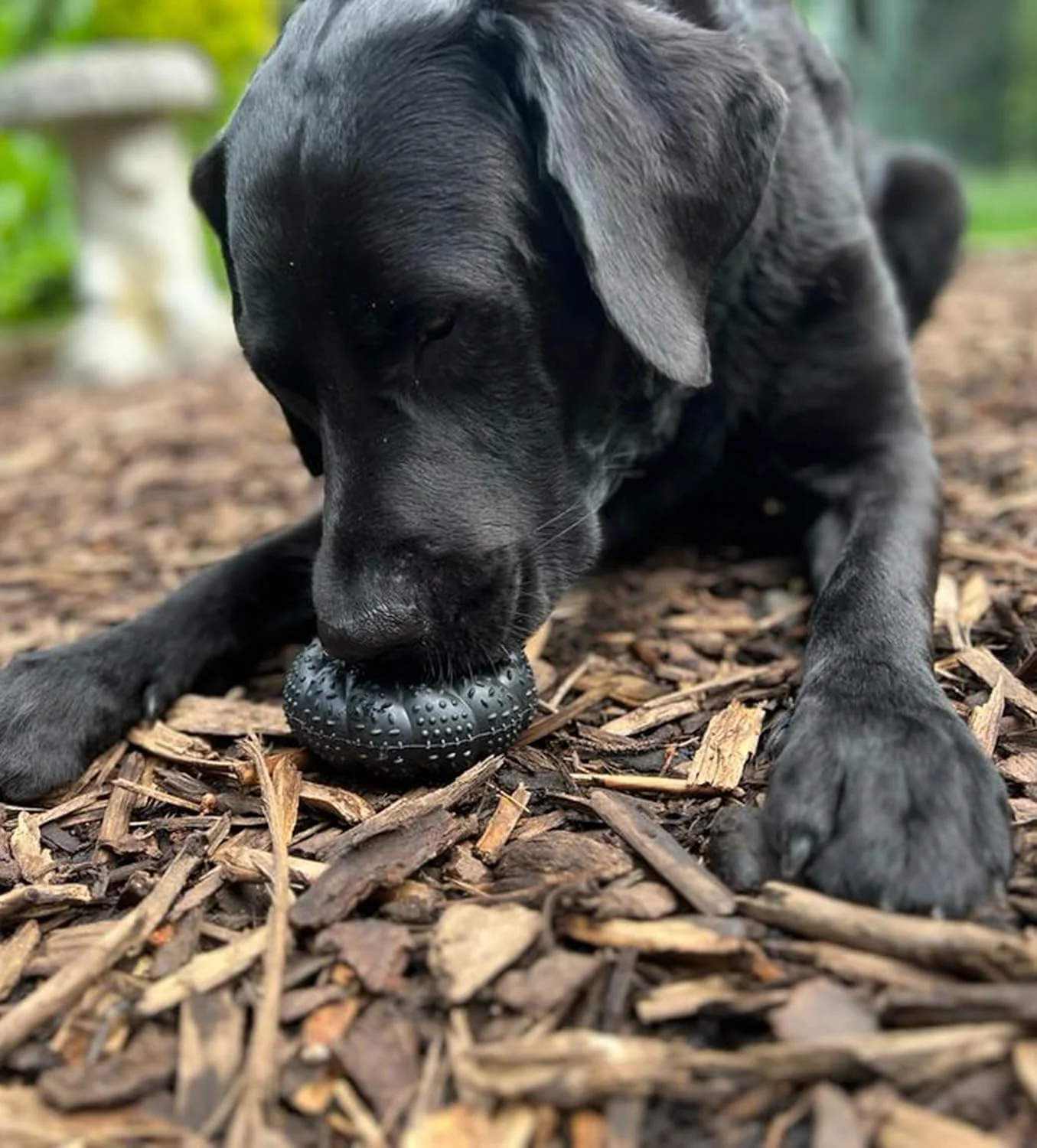 Nylabone Black Rubber Ring Roll & Chase Beef Medium - Image 7