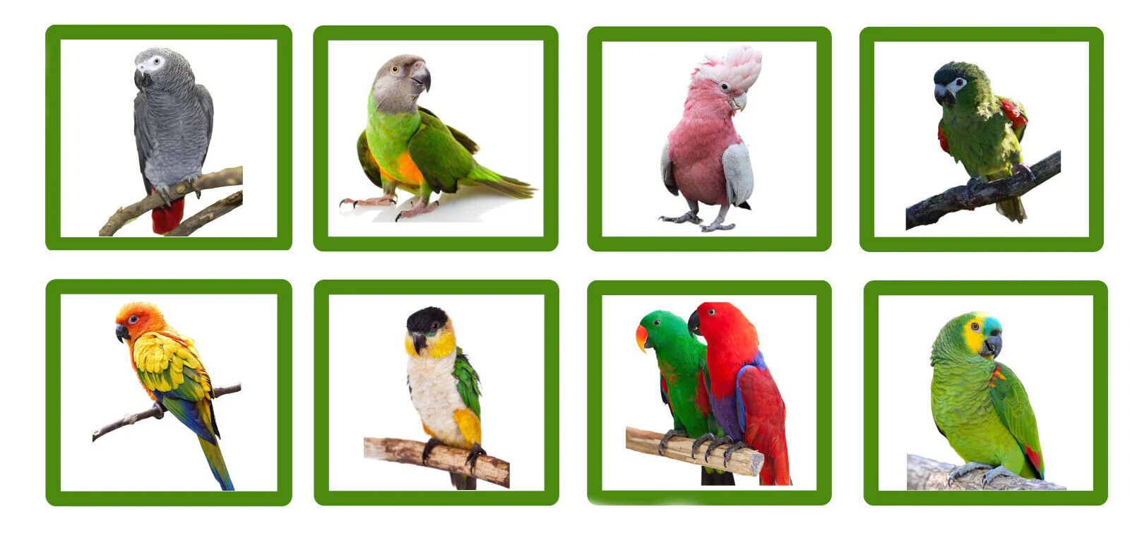 Wundapets Buckingham Parrot Stand Stone White - Image 6