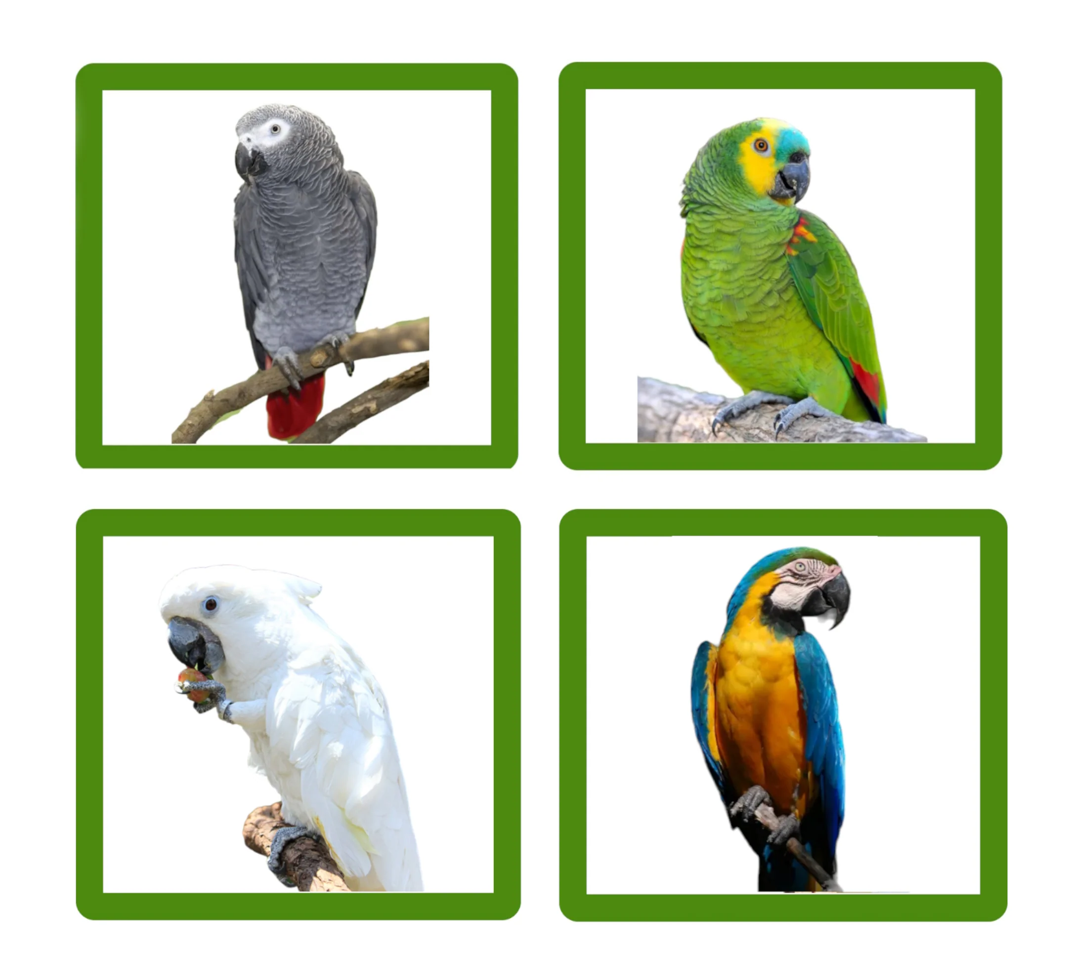 Wundapets Parrot Carrier 30" Antique Black - Image 3