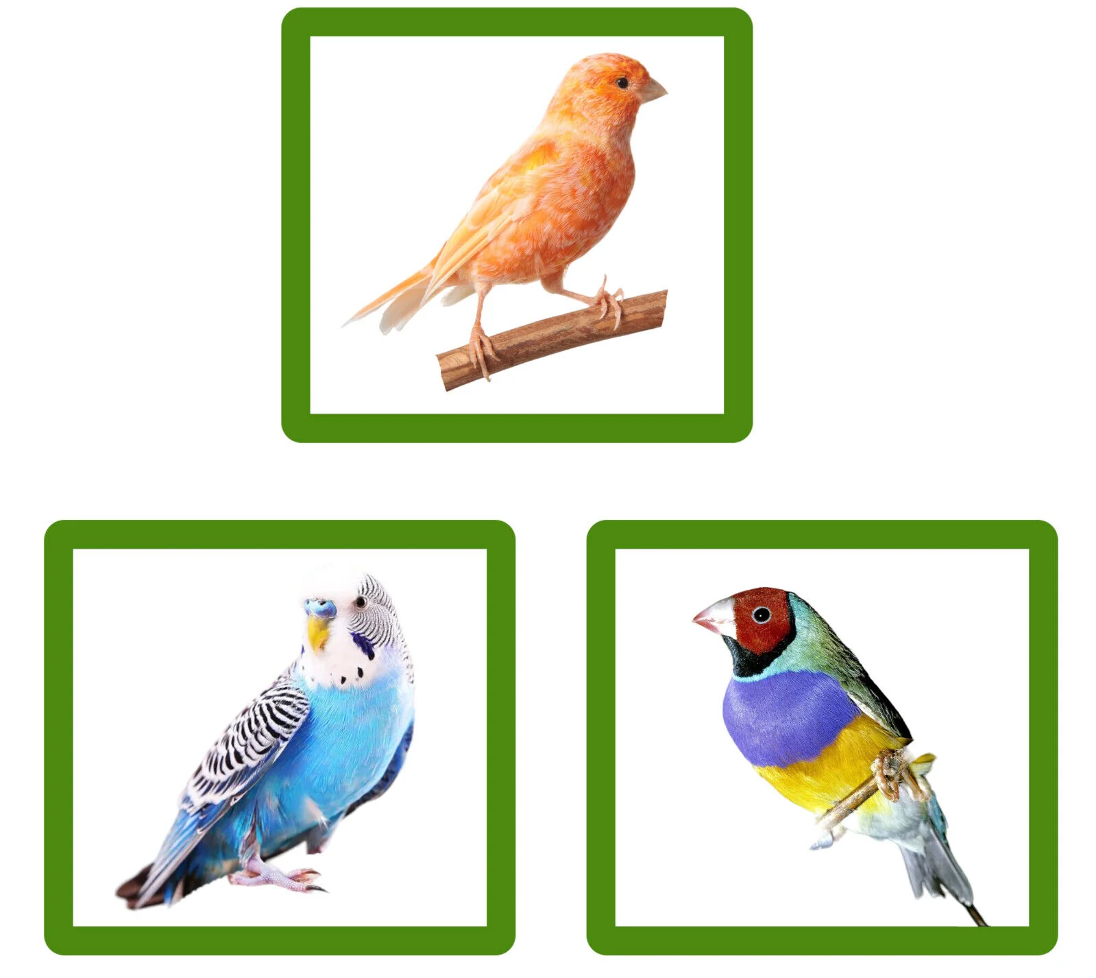 Wundapets Small Bird Travelling Cage White - Image 4